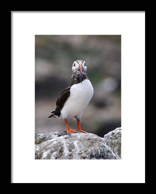 Atlantic Puffin Framed Print featuring the photograph Atlantic Puffin with Sand Eel by Maria Gaellman
