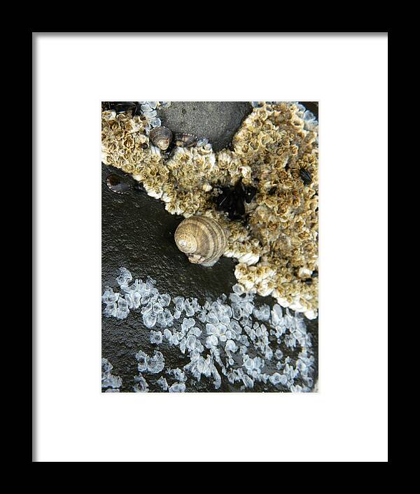 Snails Framed Print featuring the photograph Attached by Gallery Of Hope 