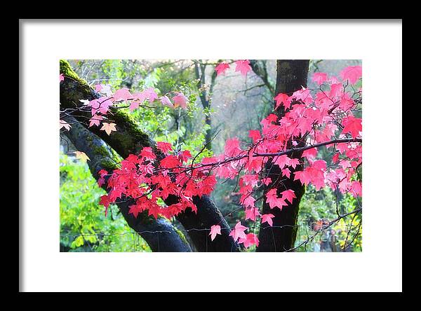 Red Maple Leaves Framed Print featuring the photograph Auburn Maples in Fall by Gus McCrea