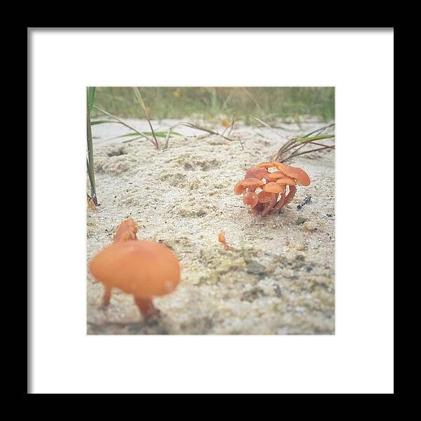 Lumia1520 Framed Print featuring the photograph Auf Pilzjagd. 
#pilze #sandboden by Mandy Tabatt