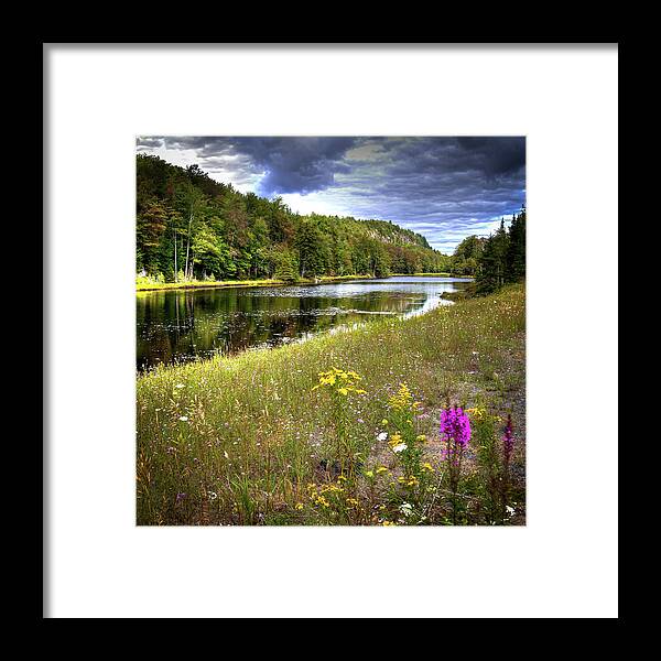 August Flowers On The Pond Framed Print featuring the photograph August Flowers on the Pond by David Patterson