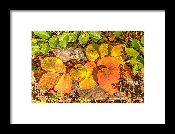 Autumn Leaves Framed Print featuring the photograph August Leaves by Jim Sauchyn