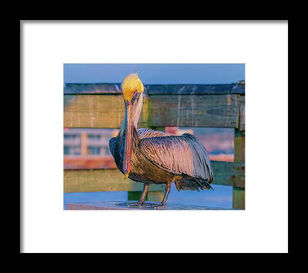 Pelican Framed Print featuring the photograph Augustine Pelican by Betsy Knapp