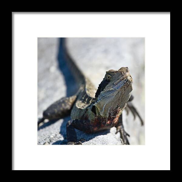 Eastern Water Dragon Framed Print featuring the photograph Australian Largest Lizard by Miroslava Jurcik