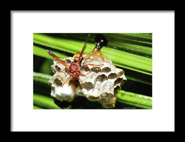 Australian Papper Wasp Framed Print featuring the photograph Australian Papper Wasp 772 by Kevin Chippindall