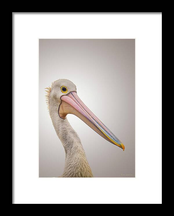 Pelican Framed Print featuring the photograph Australian Pelican by Wim Lanclus