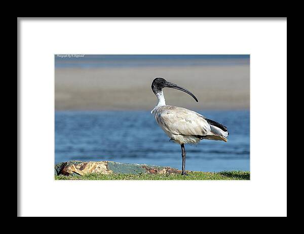 Australian White Ibis Framed Print featuring the digital art Australian White Ibis 06158 by Kevin Chippindall