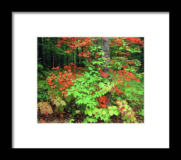 New York Adirondack Mountains Framed Print featuring the photograph Autumn Abstract by Frank Houck
