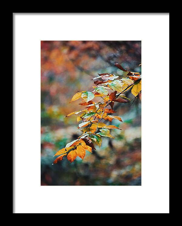 Fall Framed Print featuring the photograph Autumn Aesthetics by Parker Cunningham