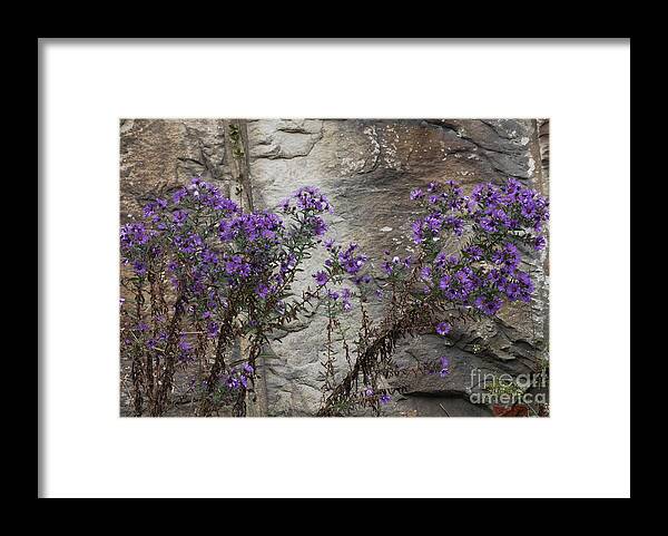 Wildflowers Framed Print featuring the photograph Autumn Asters by Randy Bodkins