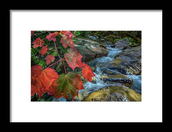 Maple Leaf Framed Print featuring the photograph Autumn at Katahdin Stream by Rick Berk