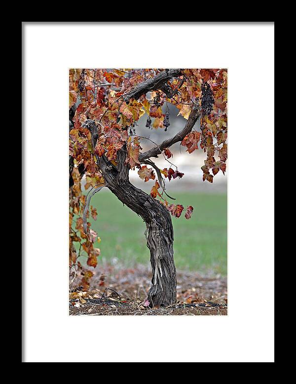 Autumn Framed Print featuring the photograph Autumn at Lachish vineyards 3 by Dubi Roman