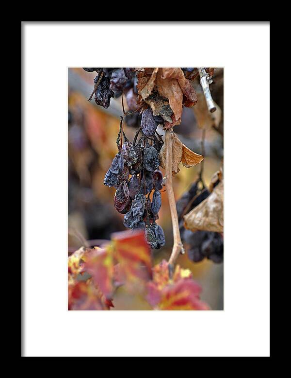 Autumn Framed Print featuring the photograph Autumn at Lachish vineyards 4 by Dubi Roman