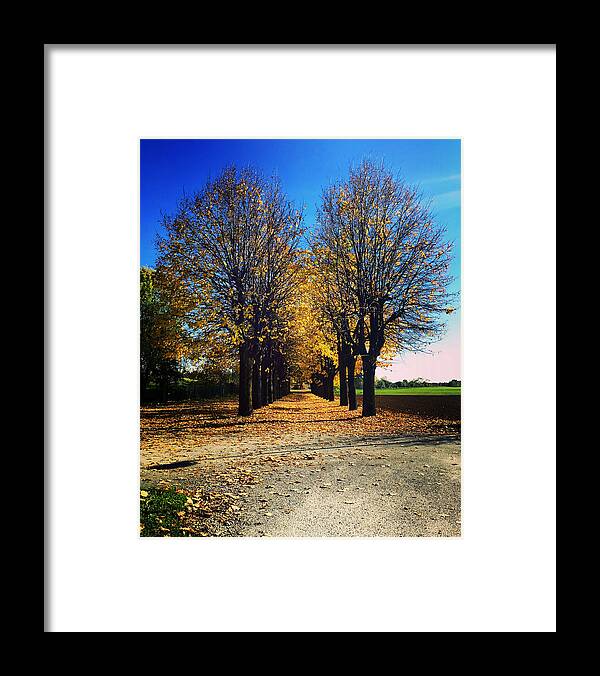 Tree Framed Print featuring the photograph Autumn Avenue by Niki Mastromonaco