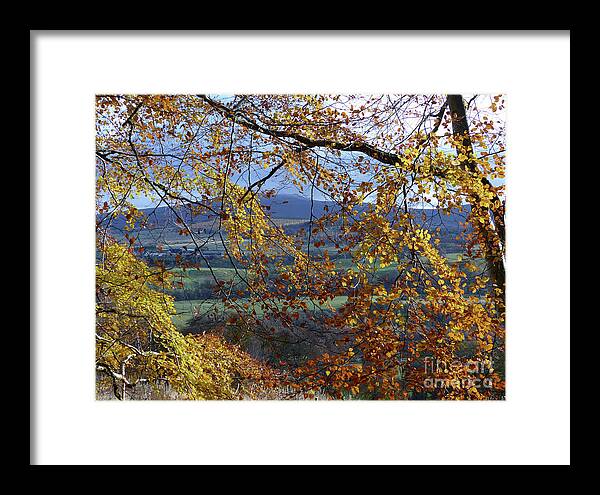 Autumn Framed Print featuring the photograph Beech tree in Autumn by Phil Banks