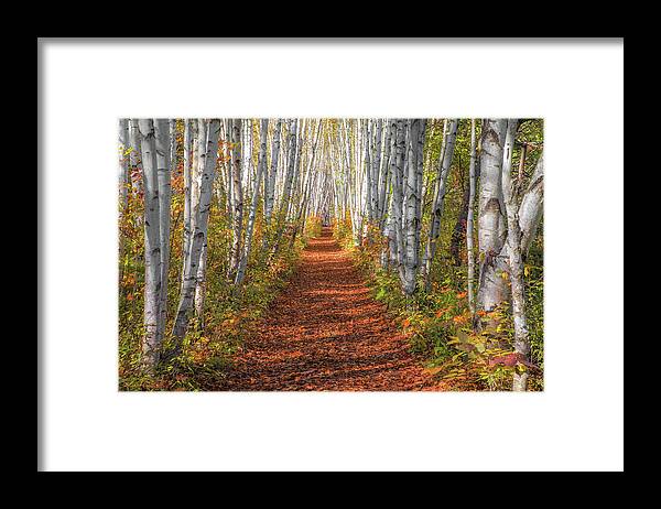 Autumn Framed Print featuring the photograph Autumn Birch Path by White Mountain Images