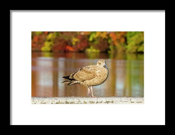 Autumn Framed Print featuring the photograph Autumn Bird by Cathy Kovarik