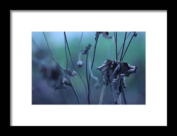 Leaf Framed Print featuring the photograph Autumn Blues by Barbara White