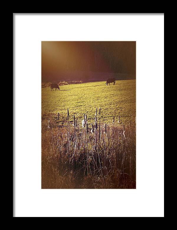 Vermont Autumn Framed Print featuring the photograph Autumn Bovines by Tom Singleton