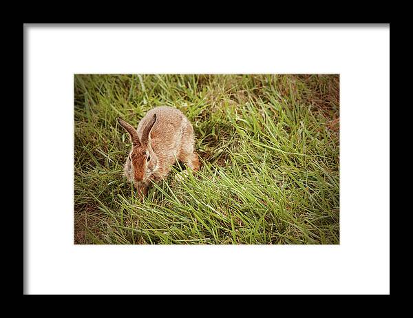 Backyard Bunny Framed Print featuring the photograph Autumn Bunny by Karol Livote