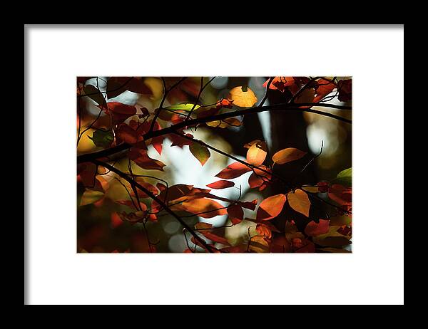 Fall Leaves Framed Print featuring the photograph Autumn Changing by Mike Eingle