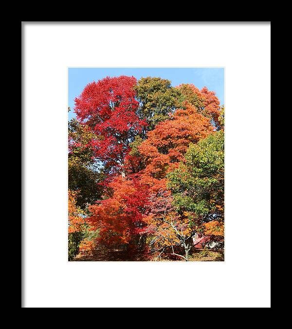 Trees Framed Print featuring the photograph Autumn Color Spray by William Selander