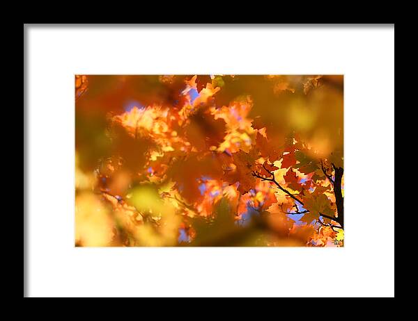 Landscape Framed Print featuring the photograph Autumn Colors and Leaves by Brett Pelletier