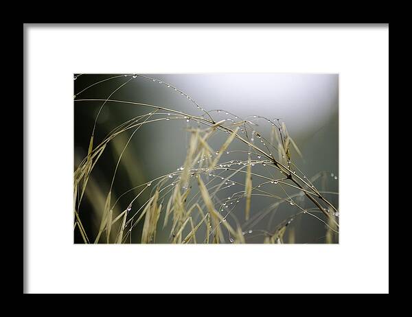 Autumn Framed Print featuring the photograph Autumn dew on grass by Spikey Mouse Photography
