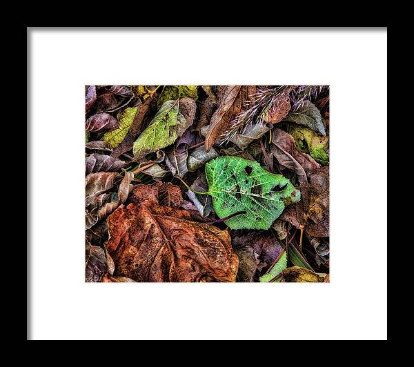 Autumn Framed Print featuring the photograph Autumn Extravaganza by Steve Sullivan