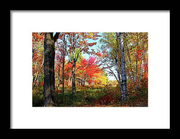 Killarney Provincial Park Framed Print featuring the photograph Autumn Forest by Debbie Oppermann