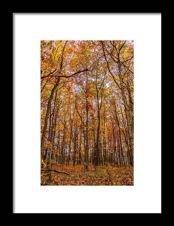 Trees Framed Print featuring the photograph Autumn forest by SAURAVphoto Online Store