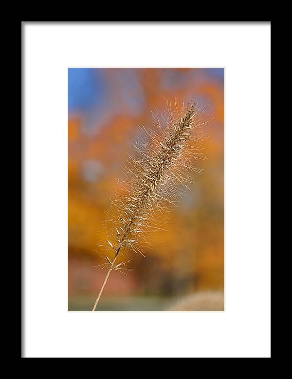 Foxtail Framed Print featuring the photograph Autumn Foxtail - Single by Frank Mari