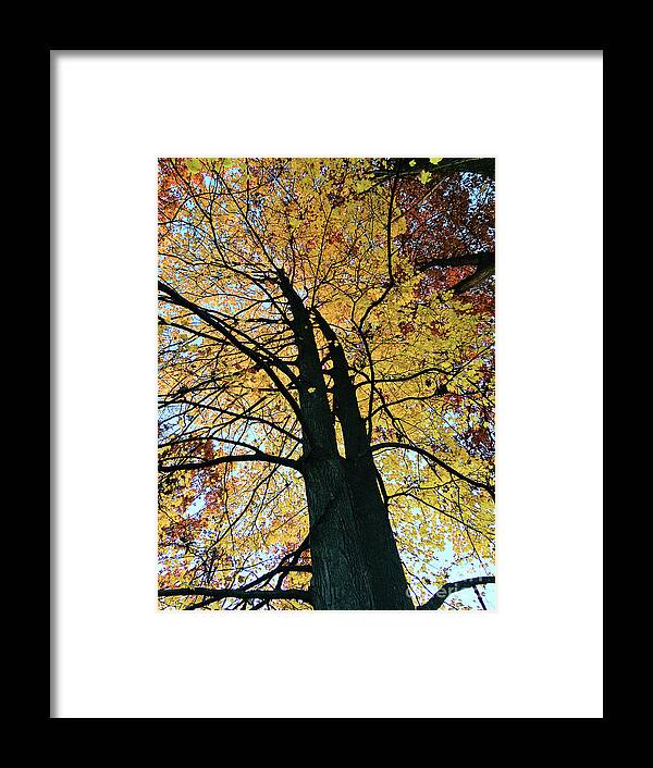 Autumn Framed Print featuring the photograph Autumn Glory by Laura Kinker