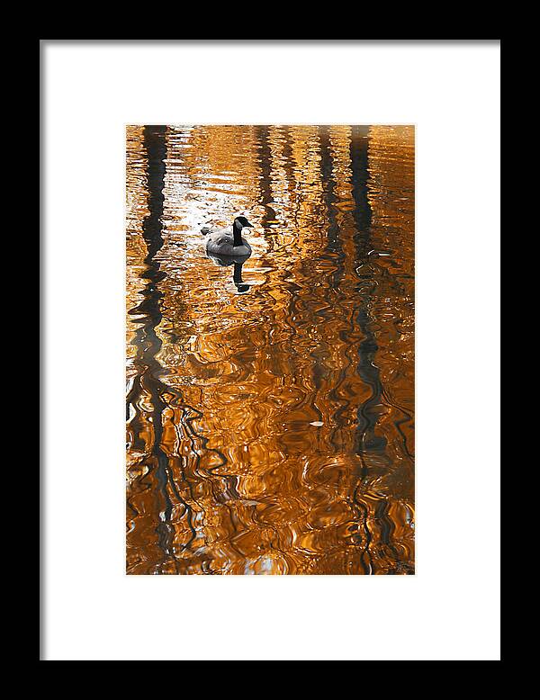 Autumn Framed Print featuring the photograph Autumn Goose Reflection by Brett Pelletier