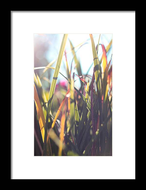 Golden Hour Framed Print featuring the photograph Autumn grasses by Nancy Coelho