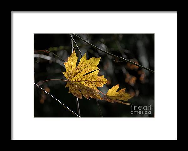  Framed Print featuring the photograph Autumn Highlight by Mary Jane Armstrong