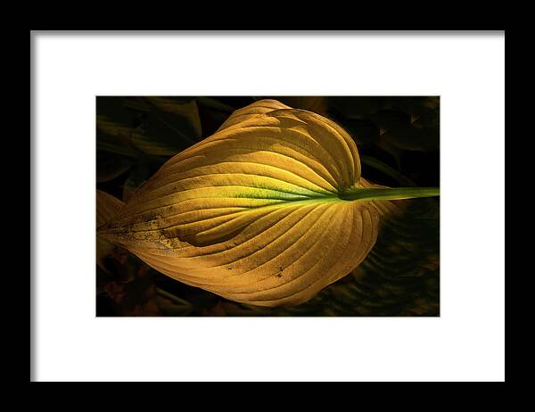 Clematis Vine Framed Print featuring the photograph Autumn Hosta by Tom Singleton