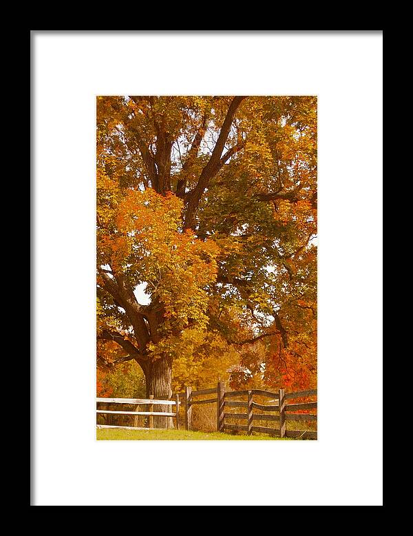 Maple Tree Framed Print featuring the photograph Autumn in Chester County II by Susan Maxwell Schmidt