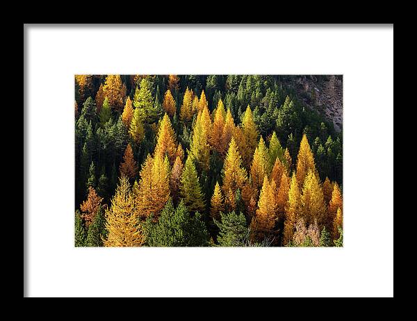 Colors Of Fall Framed Print featuring the photograph Autumn in French Alps - 19 by Paul MAURICE