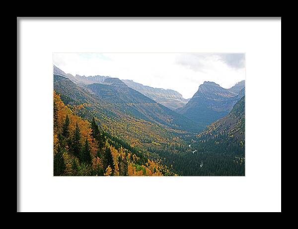 Larch Framed Print featuring the photograph Autumn in Glacier by Whispering Peaks Photography