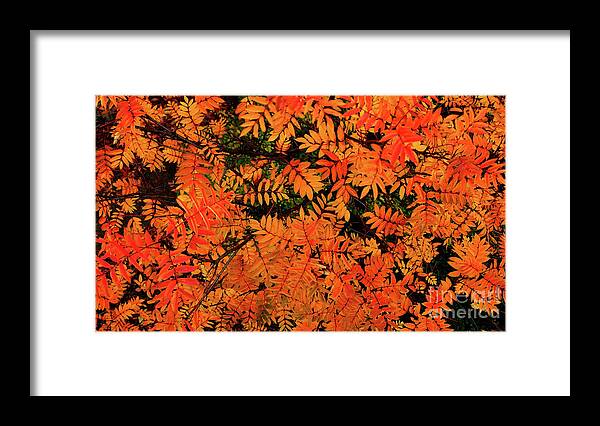  Framed Print featuring the digital art Autumn in Maple Creek by Darcy Dietrich