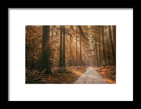 Autumn Framed Print featuring the photograph Autumn in the forest by Tim Abeln
