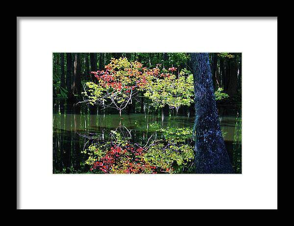 Autumn Framed Print featuring the photograph Autumn In The Swamp by Cynthia Guinn