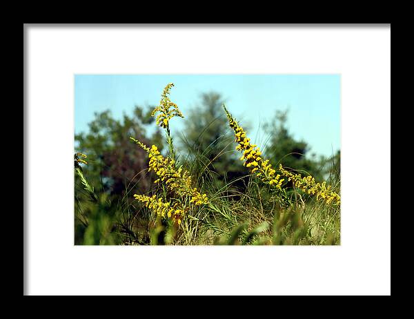 : Coast Photographs Framed Print featuring the photograph Autumn In The Wind by Debra Forand