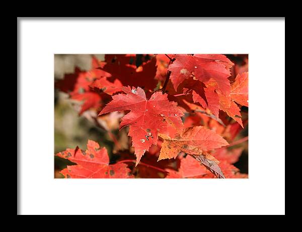 Autumn Framed Print featuring the photograph Autumn Leaves 1 by George Jones