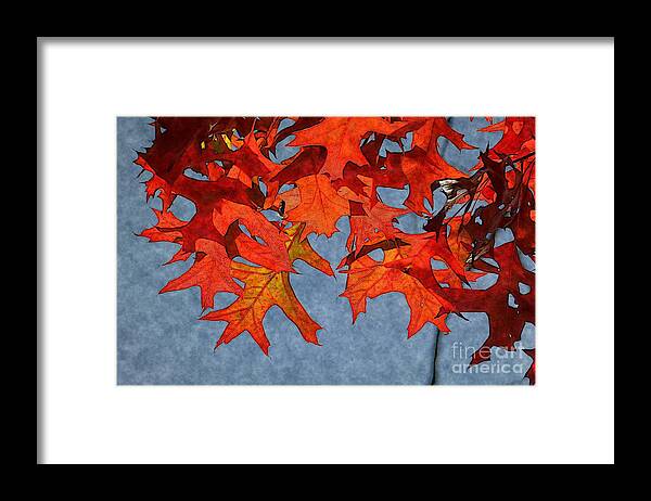 Autumn Framed Print featuring the photograph Autumn Leaves 19 by Jean Bernard Roussilhe