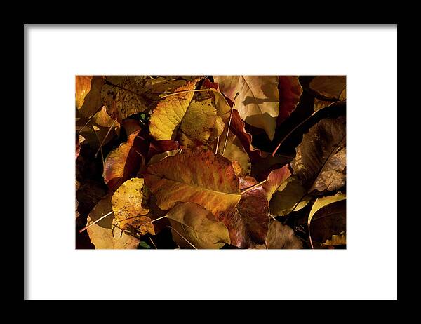 Leaves Framed Print featuring the photograph Autumn Leaves by Cheryl Day