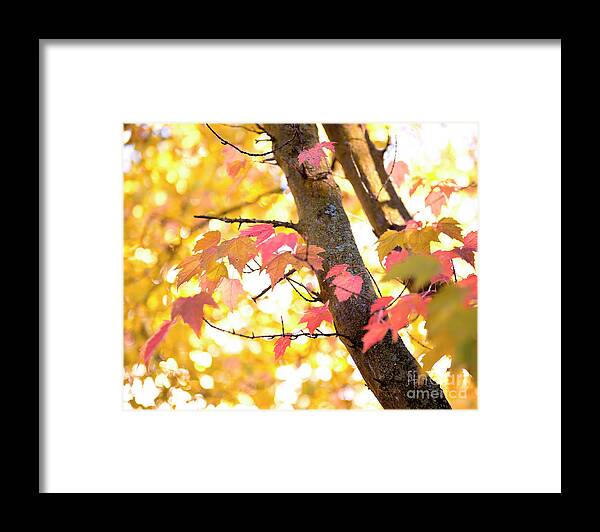 Autumn Photograph Framed Print featuring the photograph Autumn leaves by Ivy Ho