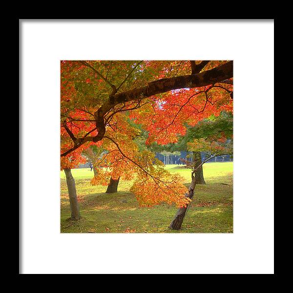 Leaves Framed Print featuring the photograph Autumn Leaves by Roberto Alamino