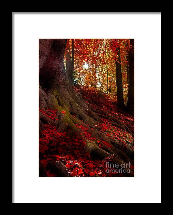 Autumn Framed Print featuring the photograph Autumn Light by Hannes Cmarits